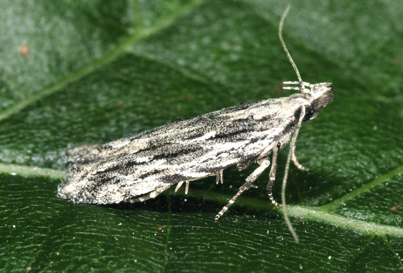 7 Gelechiidae - Anarsia lineatella